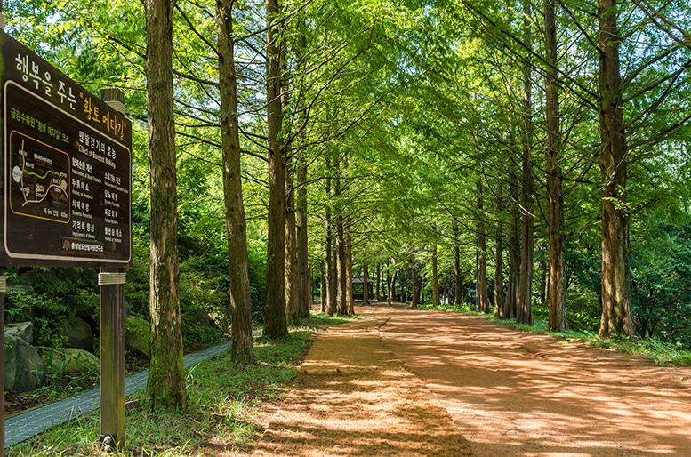 메타세콰이어 황토길