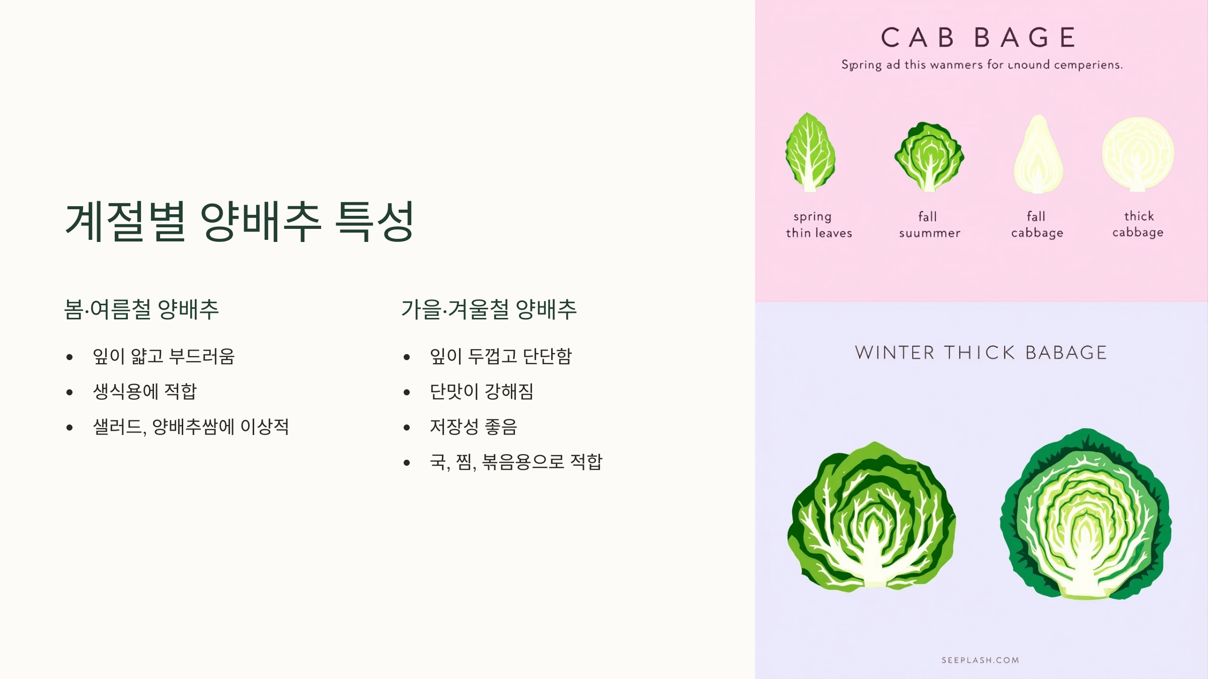양배추 사진입니다.
