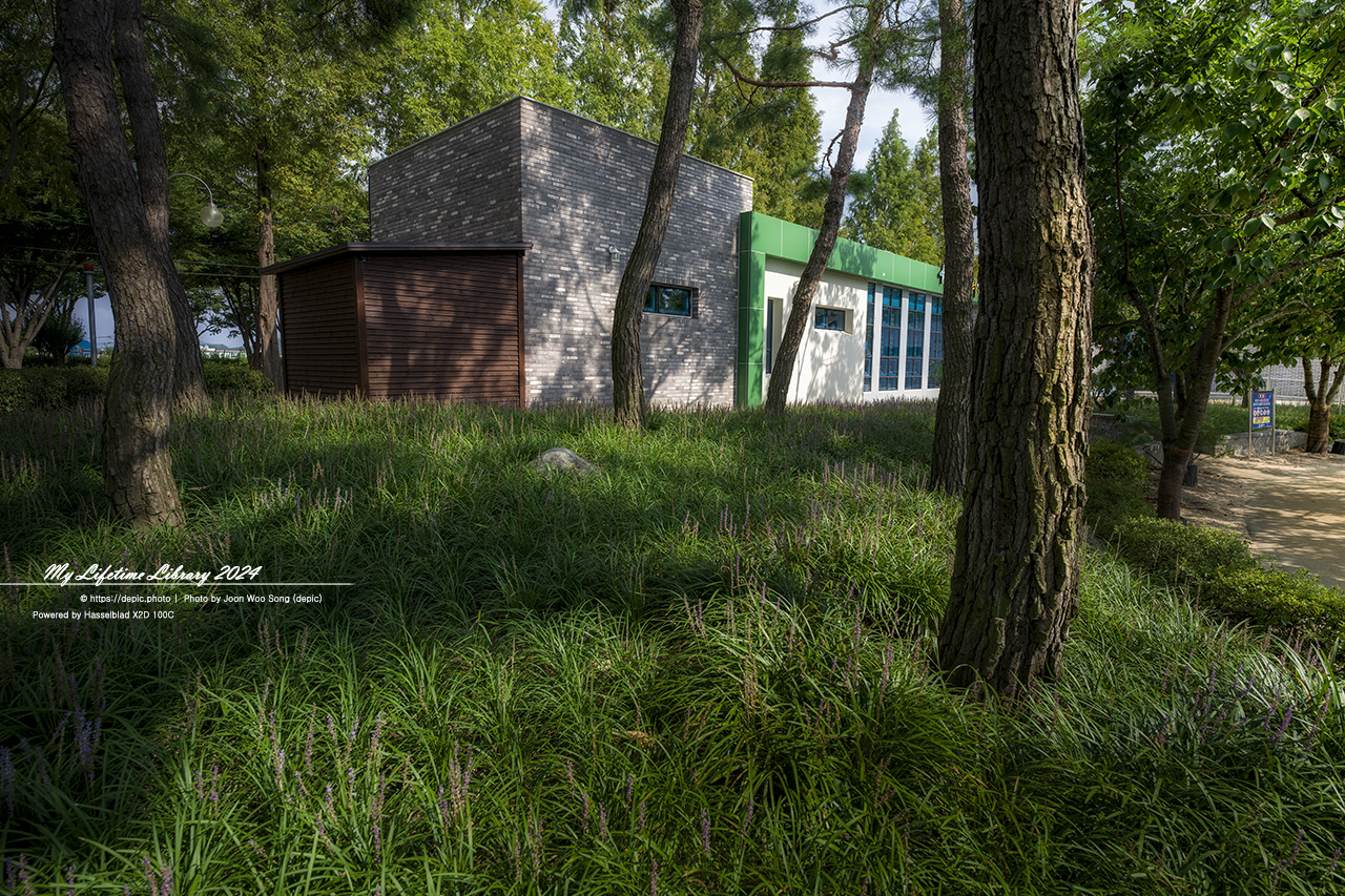 영천 우로지 맥문동