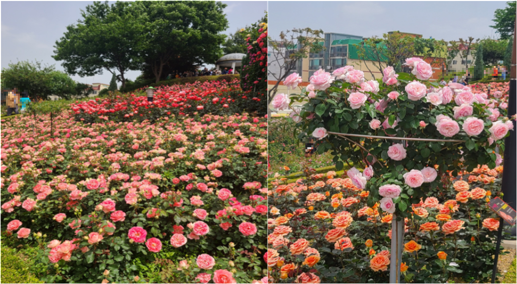 부천 백만송이 장미축제