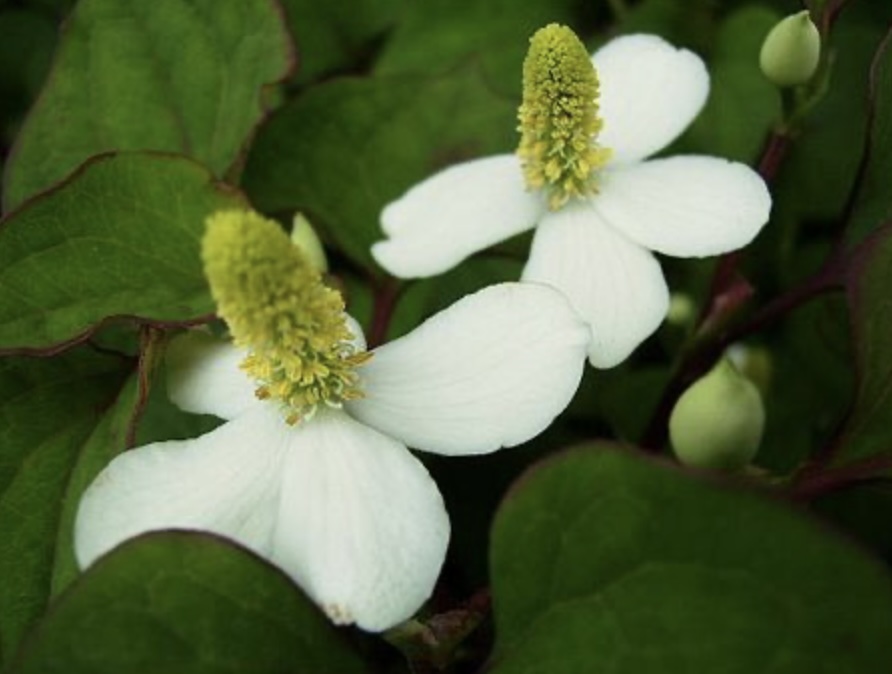 어성초액을 활용한 피부 관리 방법