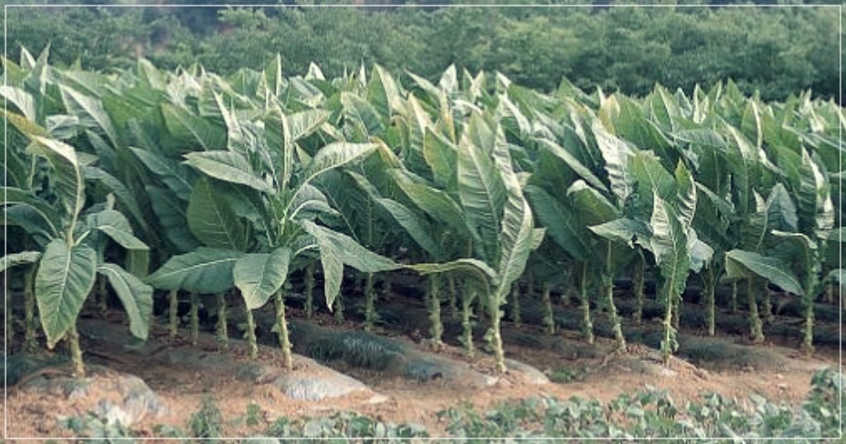 담배 금단현상 기간, 증상 총정리