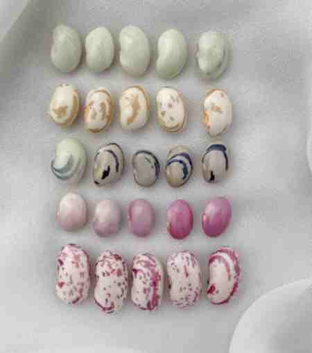 당뇨에 좋은 음식 볶은 콩