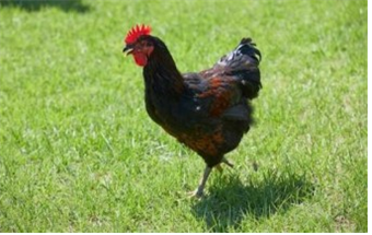 들판에 수닭 한마리