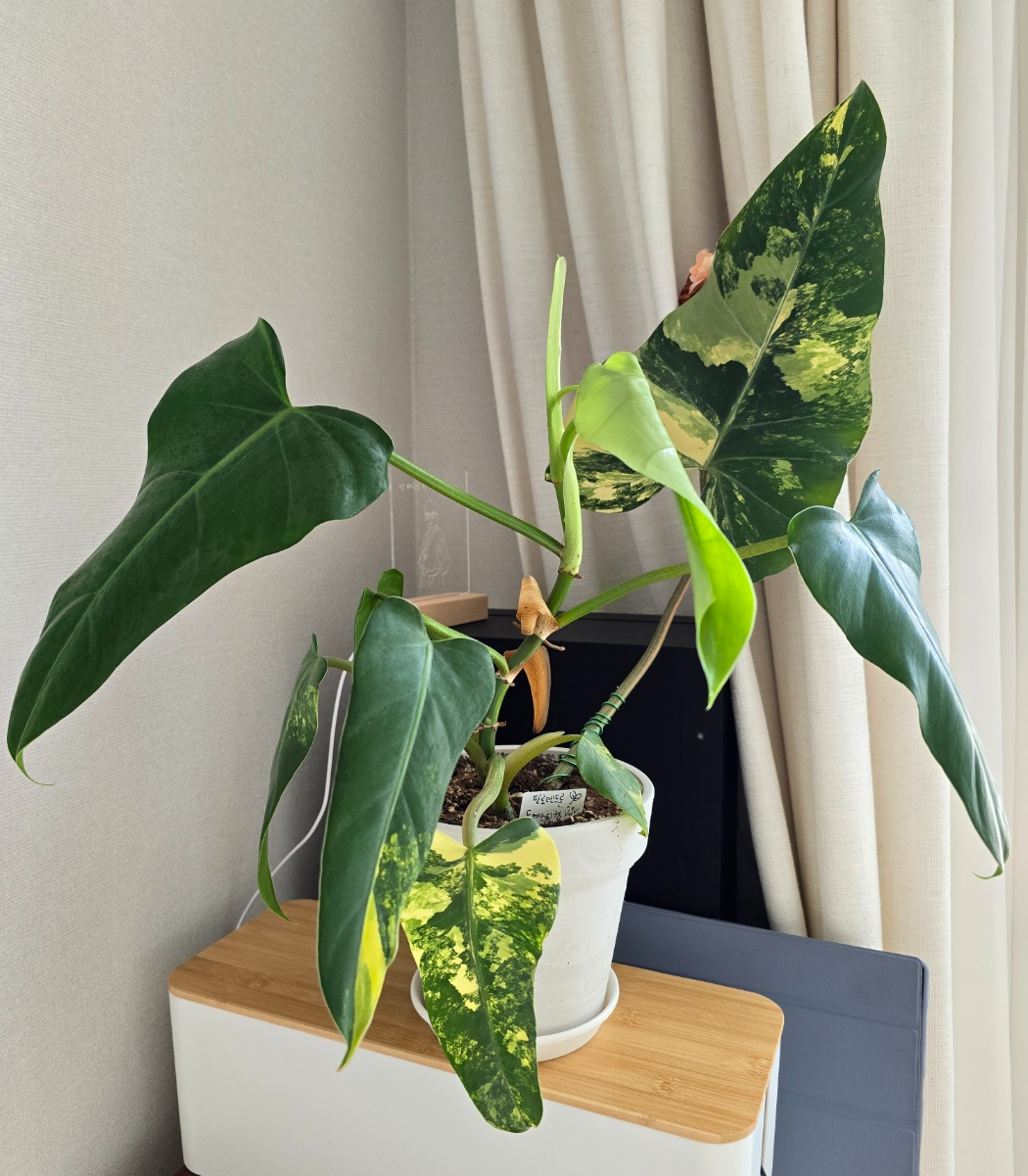 필로덴드론 도메스티컴바리에가타 가지치기전