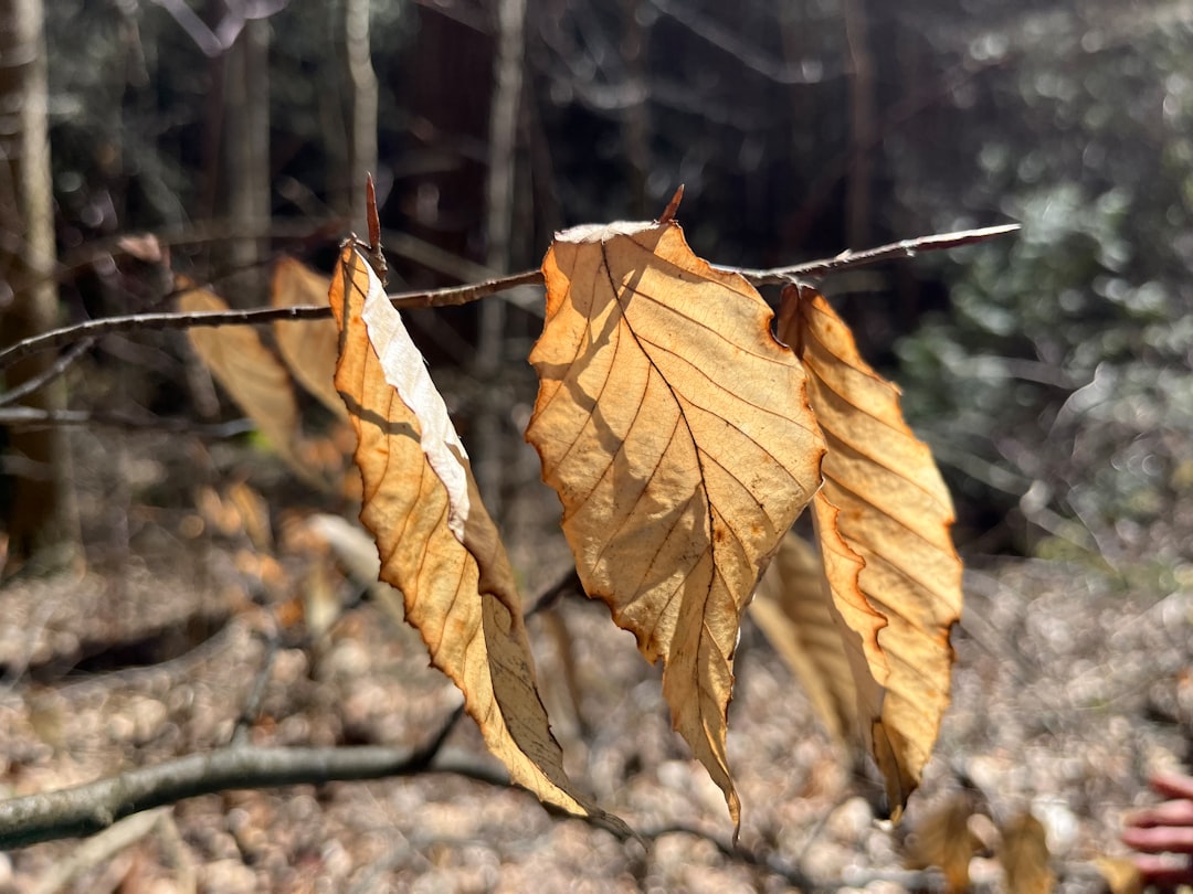 철 (season)