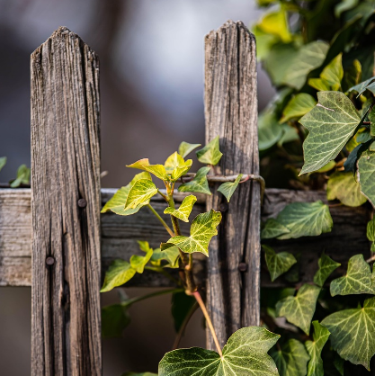 박용해 시 '울타리 밖'의 이미지