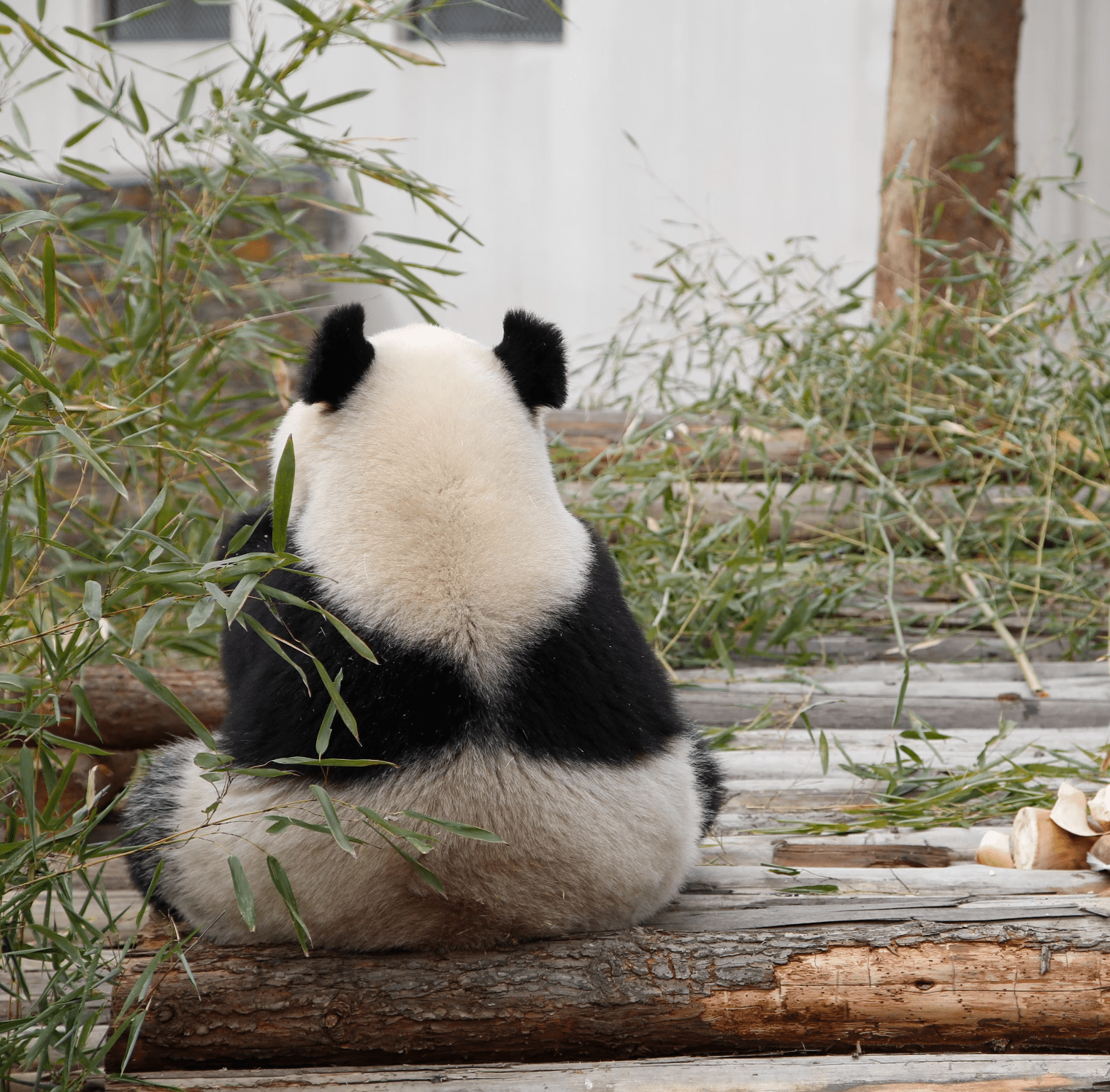 에버랜드 판다월드 할인 예약