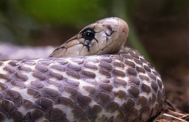 2024년 뱀띠운세