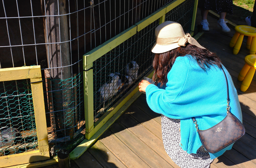 해피초원목장 토끼 먹이주기