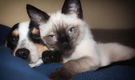 왜 고양이는 상자를 좋아하고, 강아지는 땅을 팔까?