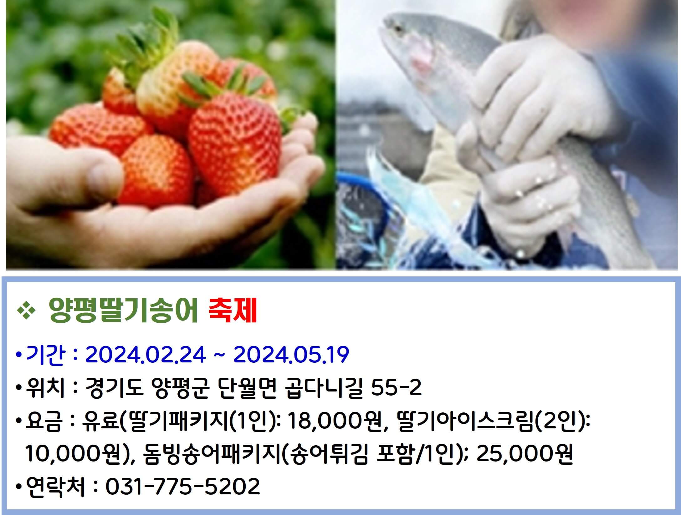 양평딸기송어 축제