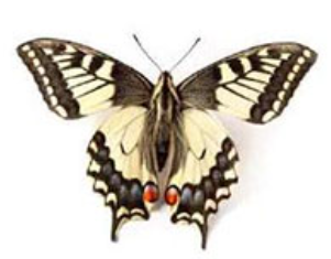 나비축제 대표나비 : 호랑나비