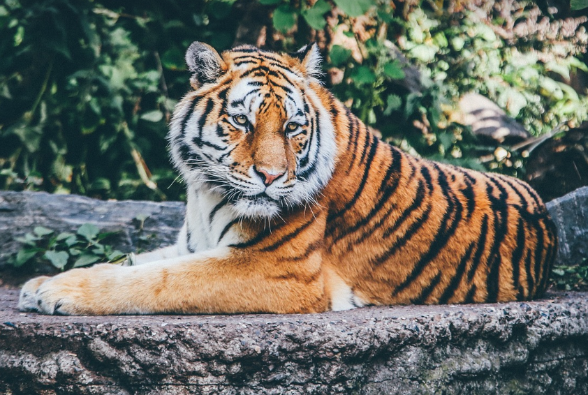 동물태몽