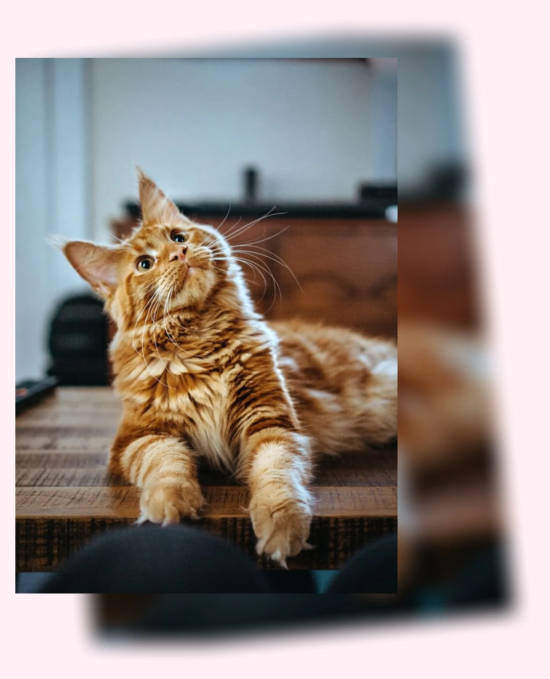 고양이 모래_2_subsection