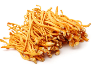 피로회복에 좋은 동충화초