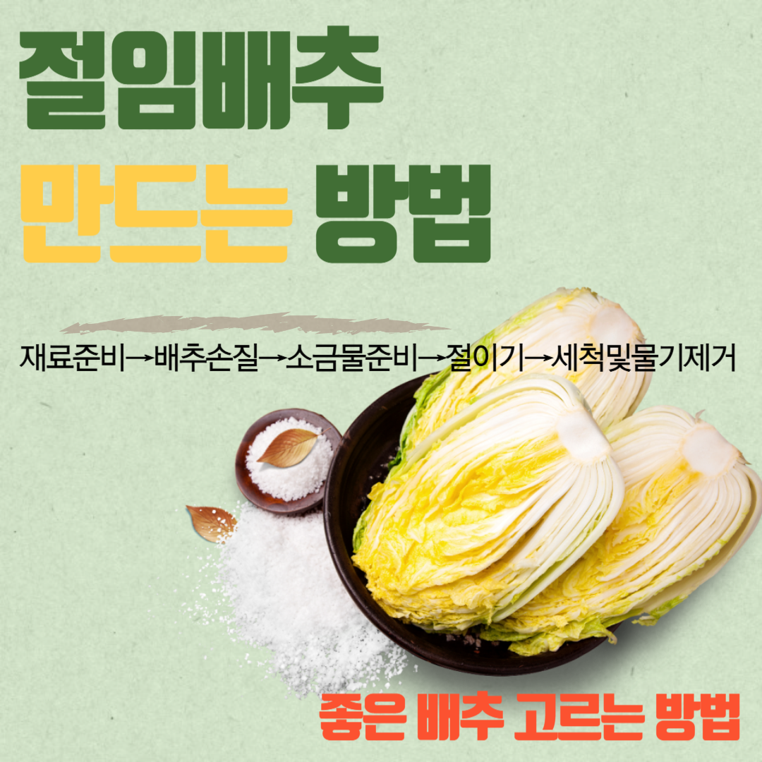 절임 배추 만드는 방법과 좋은 배추 고르는 방법