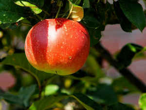 천식에 좋은 음식