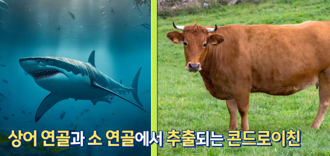 콘드로이친 고르는 법