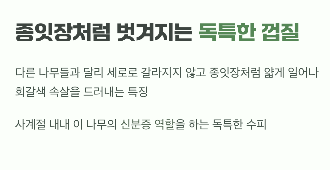 종잇장처럼 벗겨지는 독특한 껍질