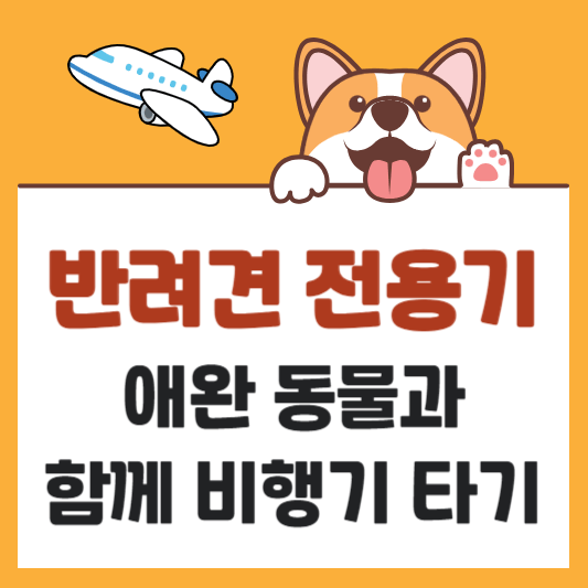 반려견 전용기 - 비행기 타고 애완동물과 제주도 여행가기