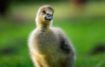 케이뱅크용돈이벤트 꿀팁 모음 9