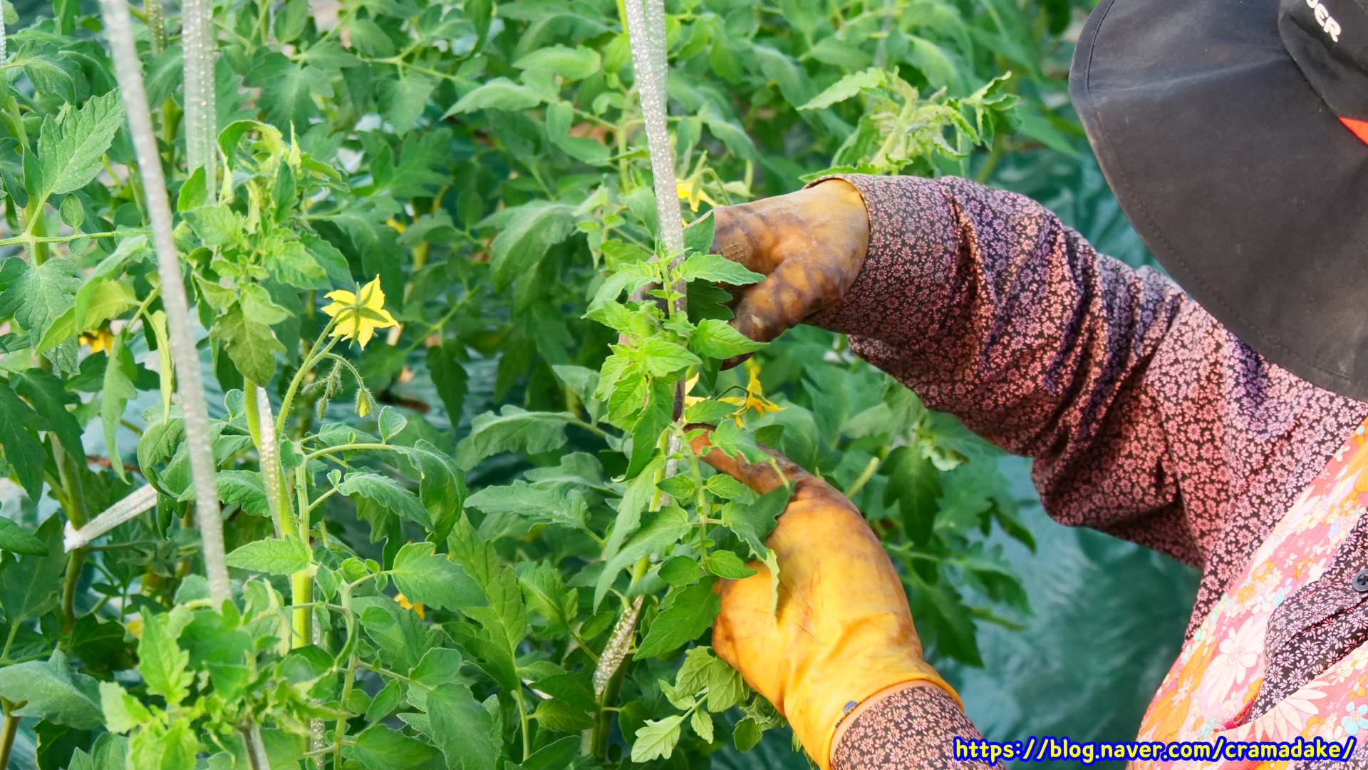 #토마토
#두쫀쿠
#토마토기르기
#토마토농장
#토마토성장
#토마토지지대작업
#토마토줄기작업
#토마토유인작업
