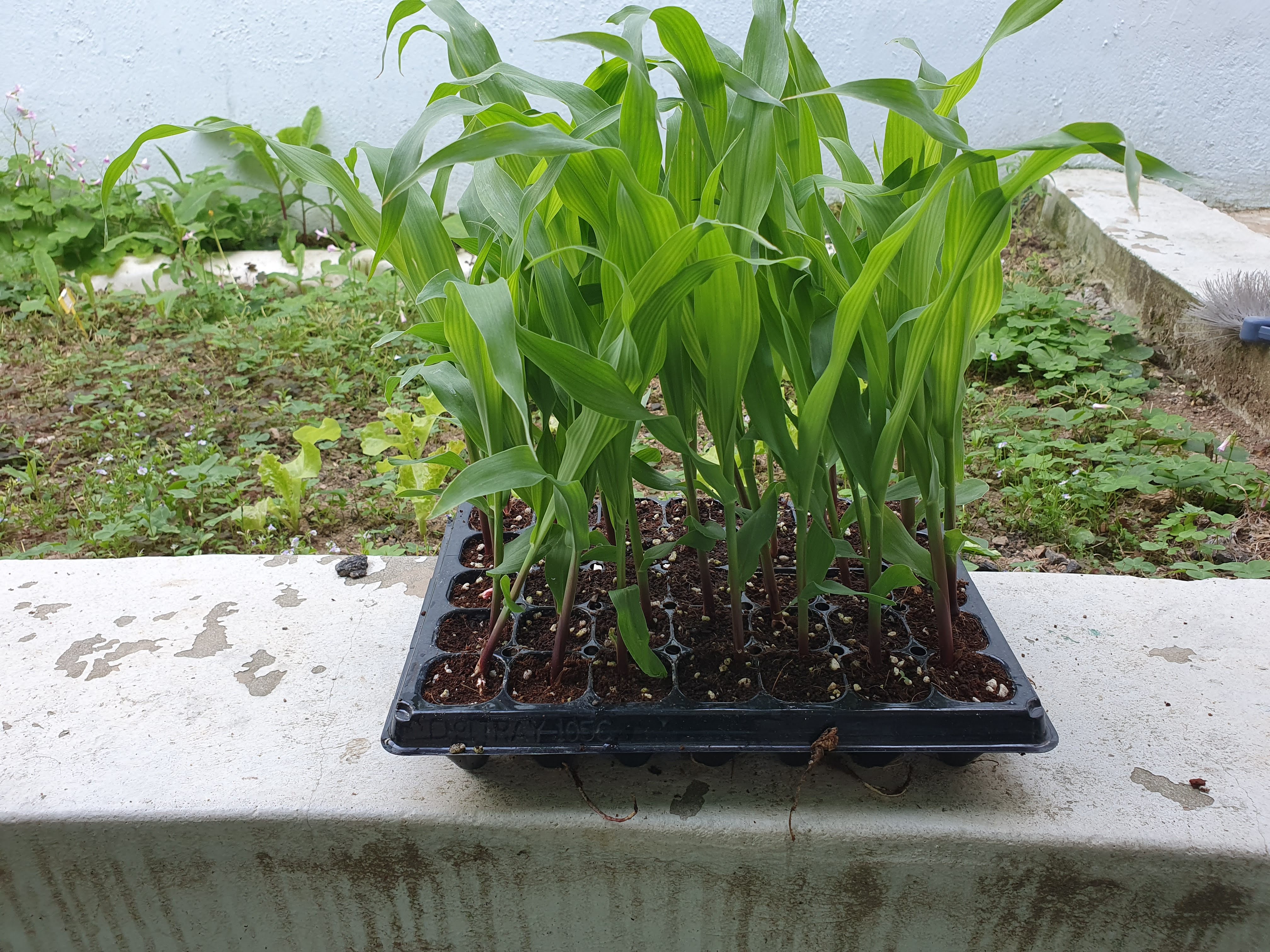 옥수수 심는 간격