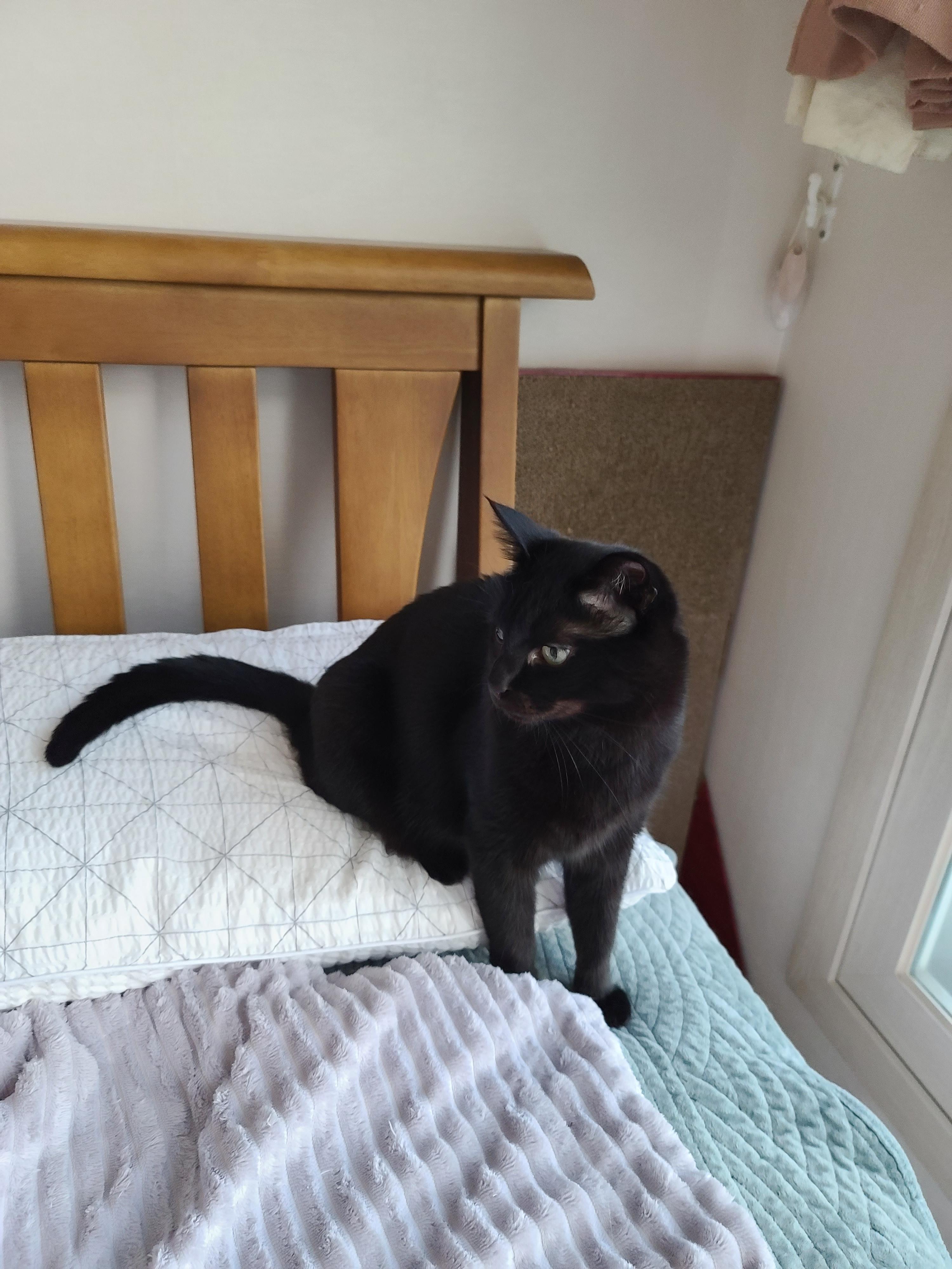 냥냥이들의 캣워크, 캣볼을 달았다. (내돈내산,스압주의)