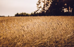 양곡법이란 양곡법 개정안 거부 이유 쟁점 내용 뜻