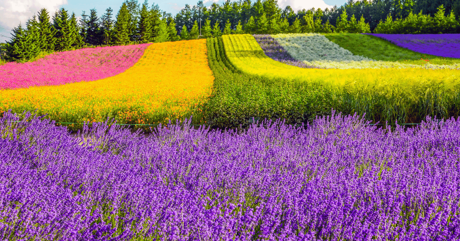 홋카이도라벤더