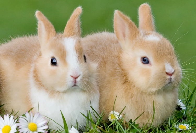 아침고요 동물원