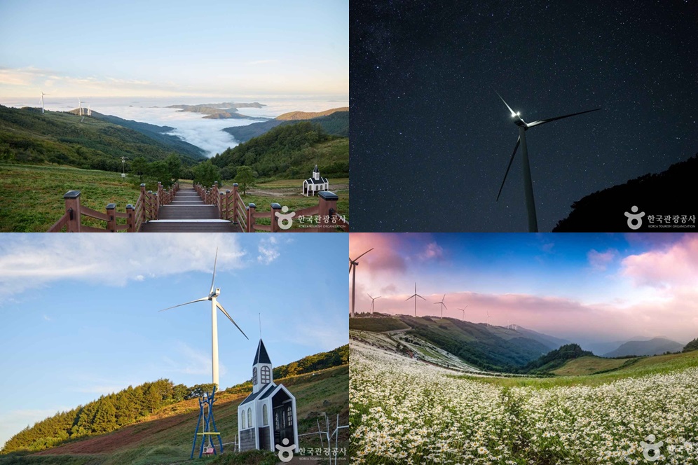 샤스타데이지 절정 시기 (6~7월)