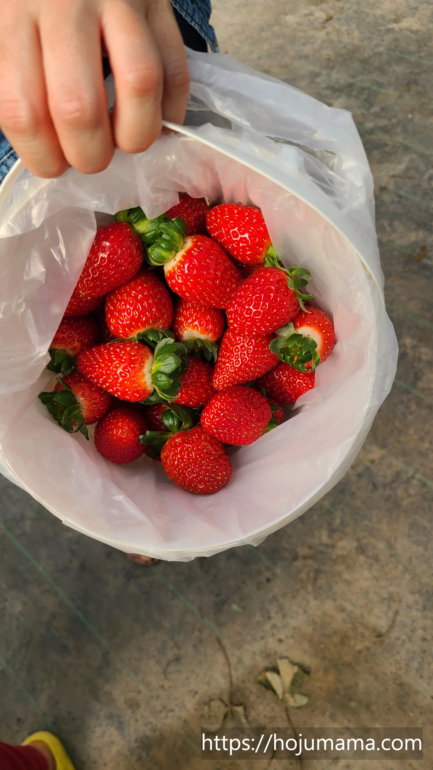 리카르도스에서 딴 딸기