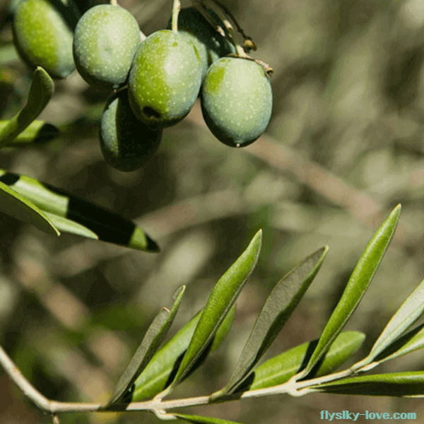 올리브잎