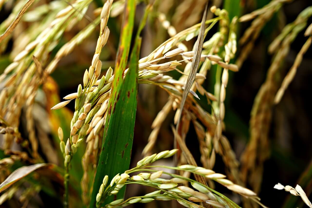 벼와 인류의 역사: 9천 년을 이어온 생명의 작물