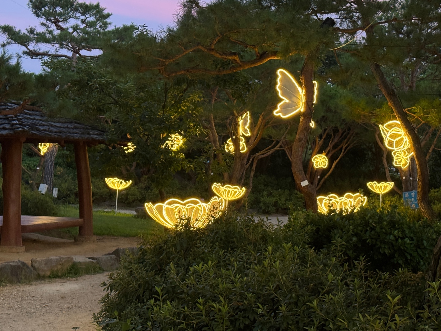 궁남지 연꽃 야경