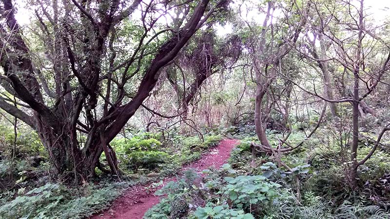 제주도(jejudo) 화순곶자왈
