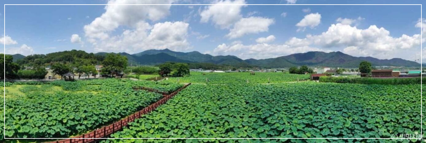 밀양 가볼만한곳 베스트10 밀양연꽃단지