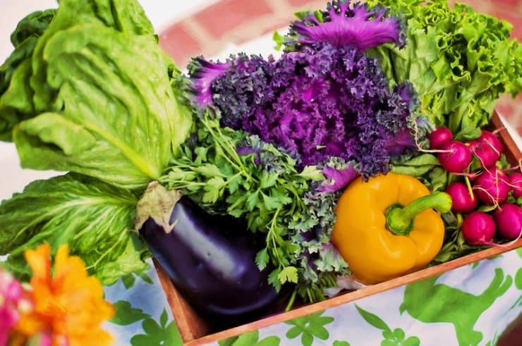 야채사진-당근-가지-치커리