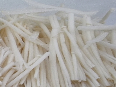 팽이버섯 사진24