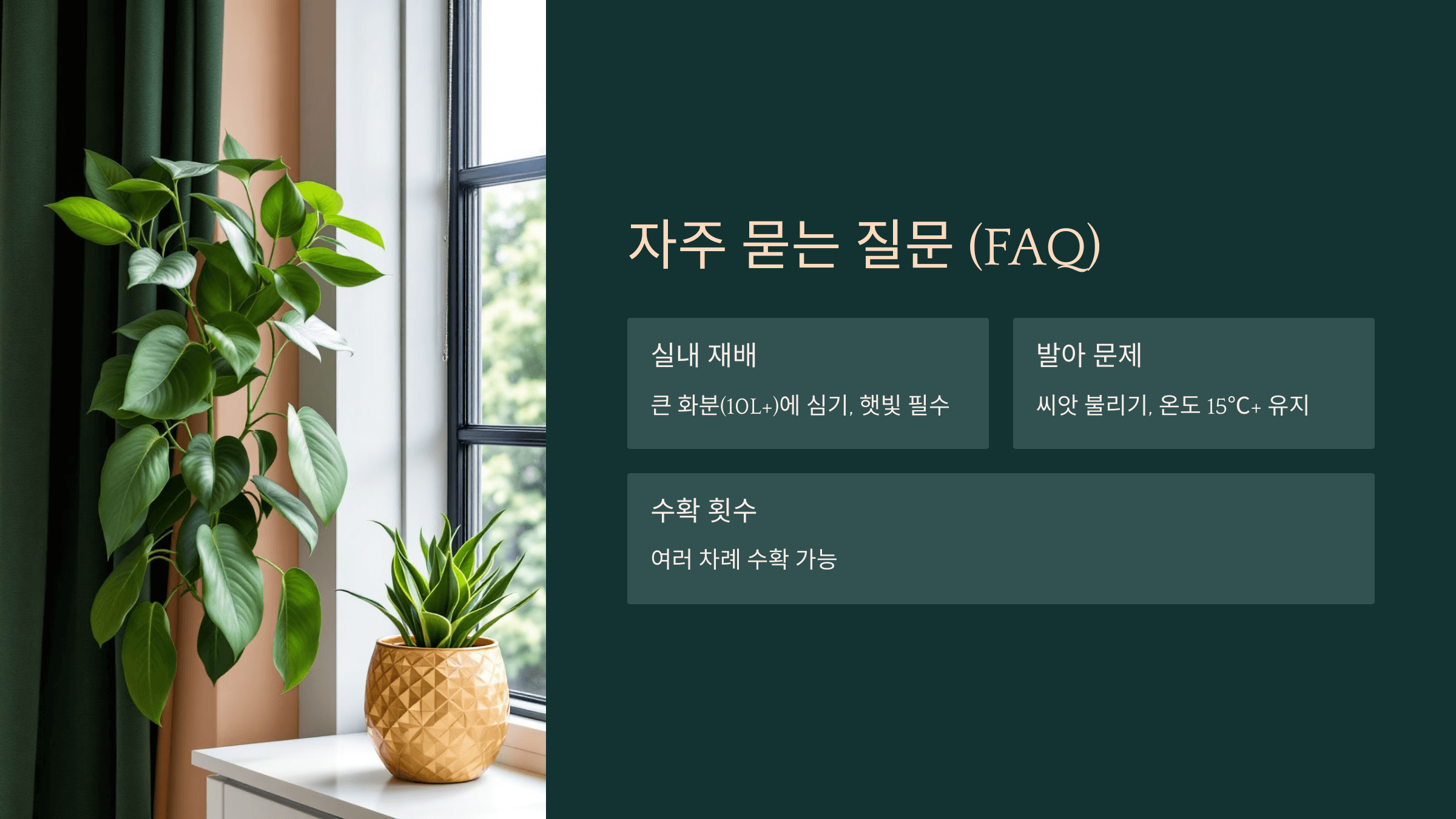 강낭콩 사진입니다.