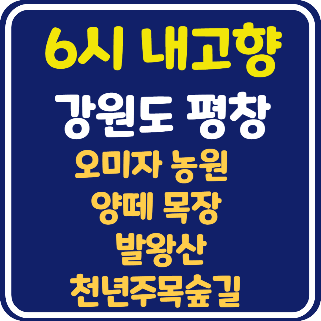 6시 내고향 강원도 평창 [오미자, 목장, 발왕산, 천년주목숲길] 정보 안내