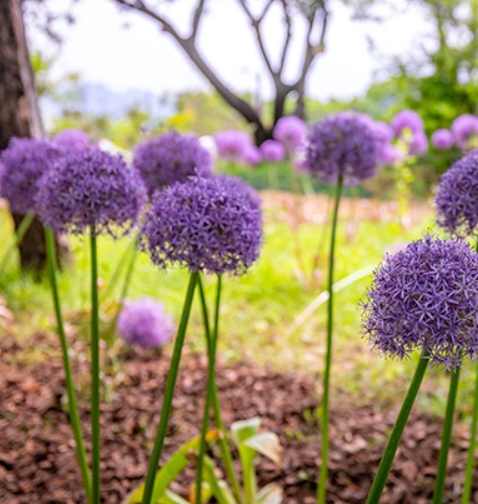 2025 서울국제정원박람회