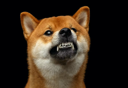 개가 화가 났을 때