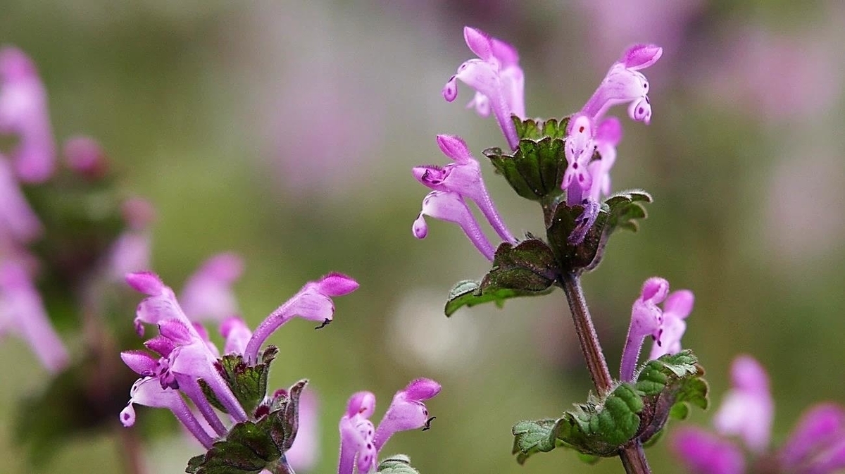 광대나물 효능, 꽃말, 접골초, 목걸레나물 먹는법