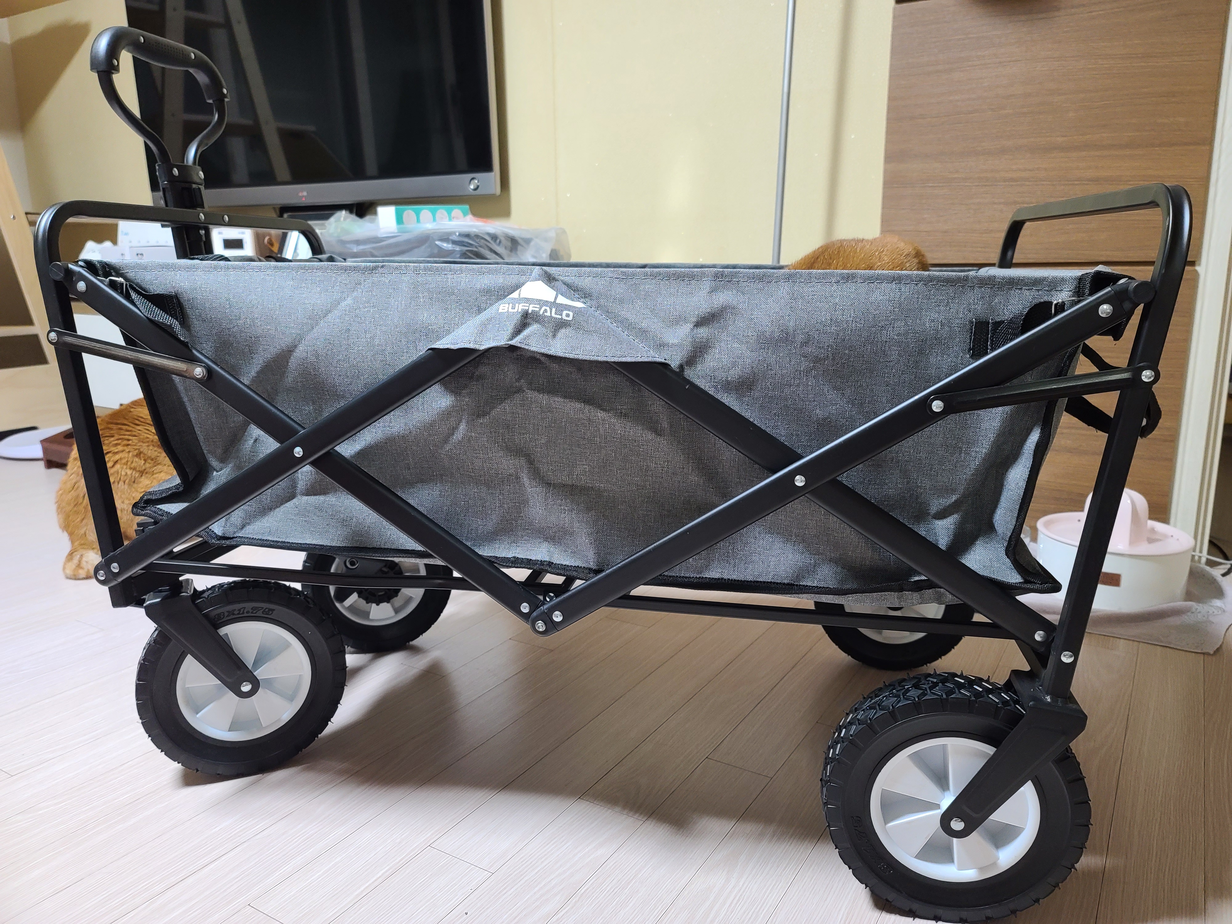 고양이들에게 새로운 놀이터가 생겼다!