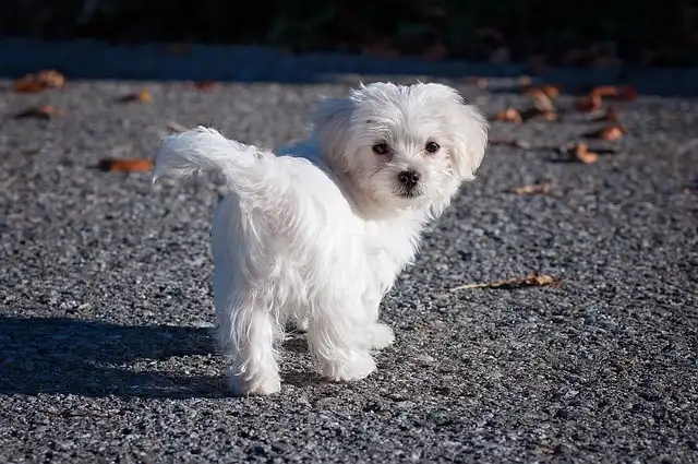 우리 강아지 갑상선 기능 저하증. 진단부터 관리까지!