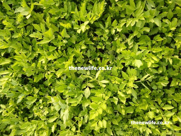 미나리 효능의 중금속 배출과 해독 작용에 좋은 퀘르세틴 성분의 실물 사진