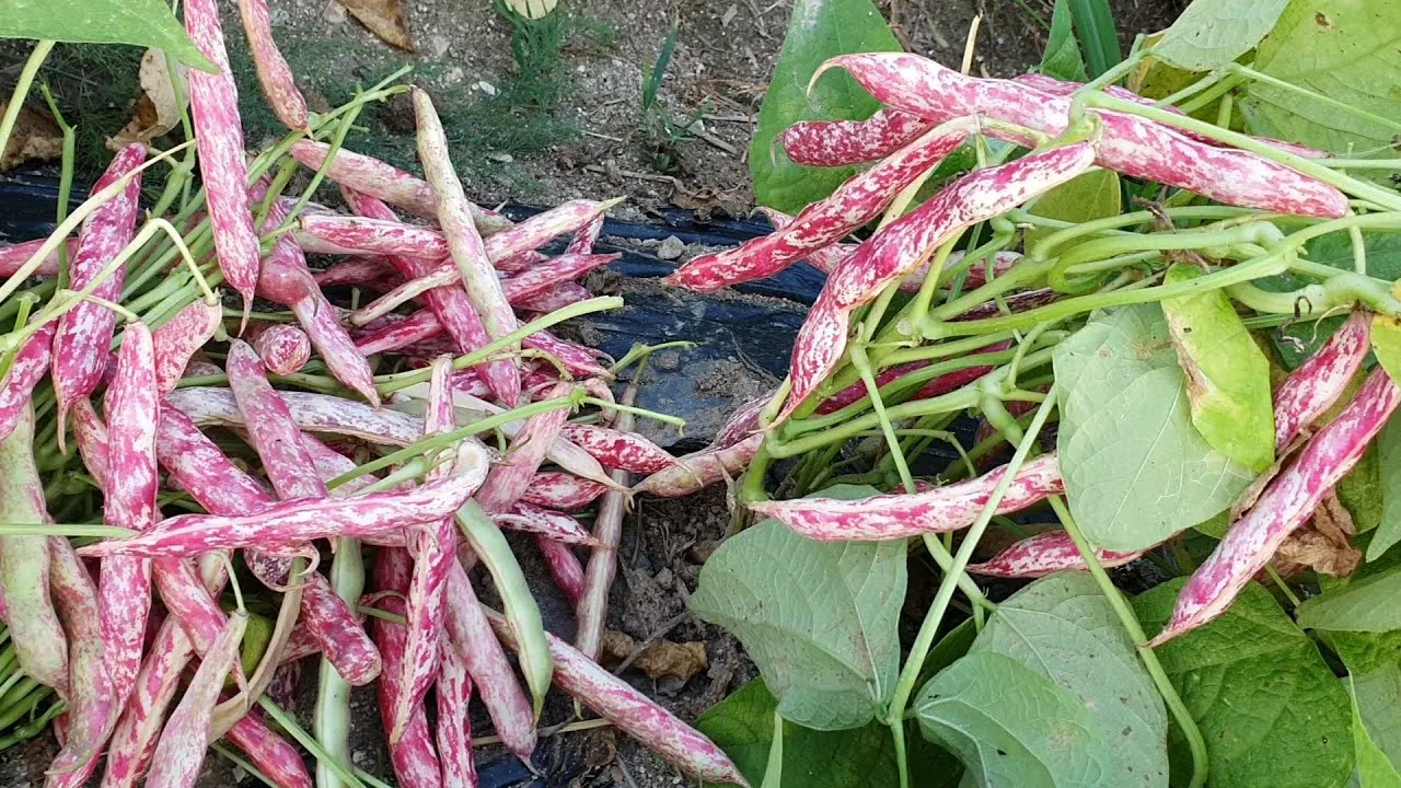 강낭콩 재배 파종 간격 잡초 억제 멀칭 요령_1